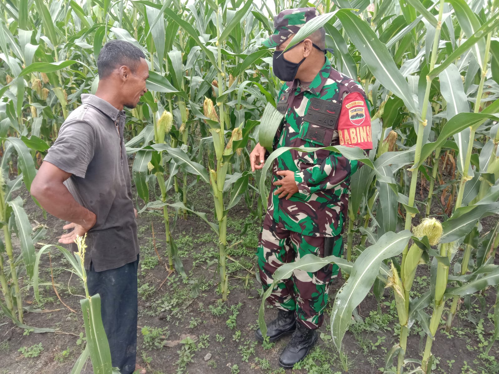 Babinsa Koramil 06/Siak Hulu Lakukan Komsos Dengan Petani Jagung