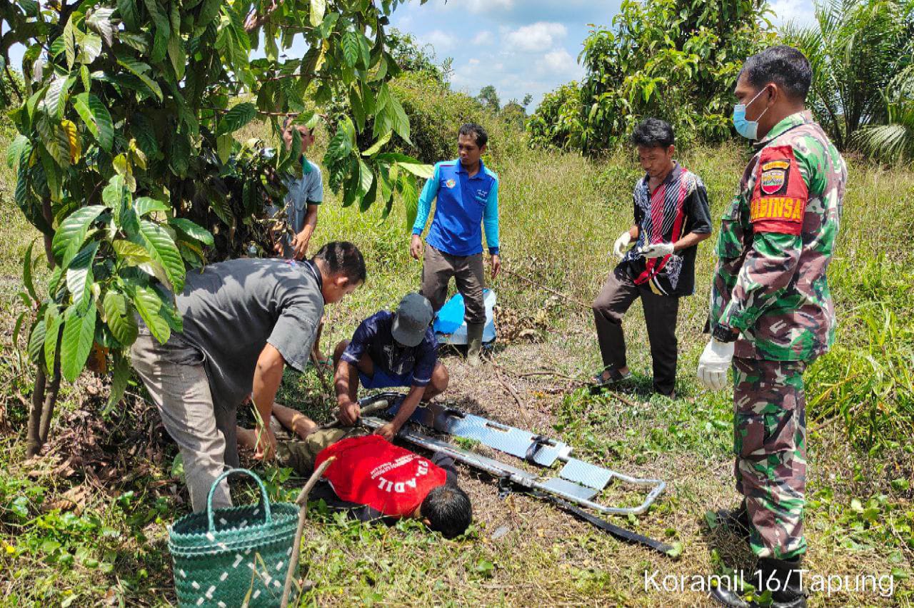 Sertu Dedi Isriadi Babinsa Koramil 16/Tapung Bantu Evakuasi Warga Yang Meninggal di Kebun