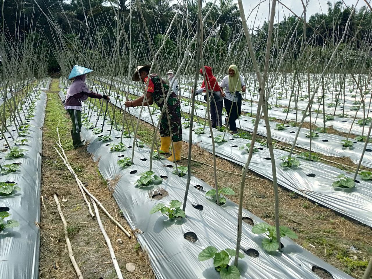 Jalin Kedekatan, Babinsa Koramil 16/Tapung Kodim 0313/KPR Bantu Petani Rawat Tanaman Melon