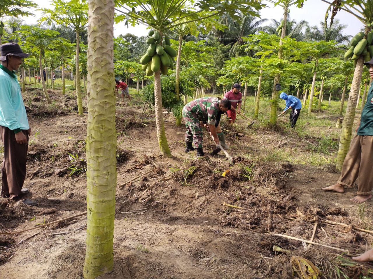 Komsos Babinsa Koramil 16/Tapung Dengan Membantu Petani Membersihkan Kebun Pepaya