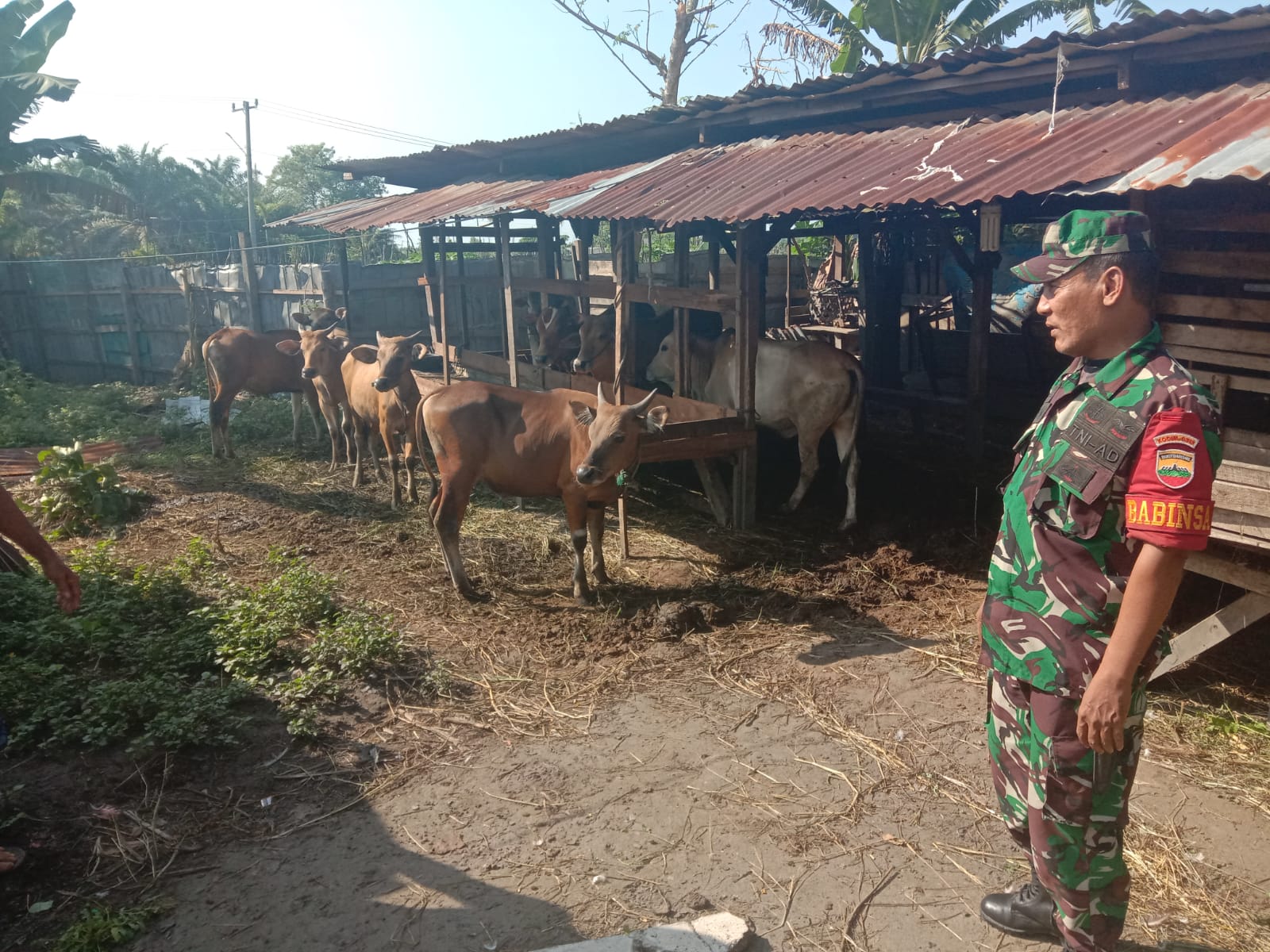 Menjelang Hari Raya Idul Adha, Babinsa Cek Pedagang Sapi Kurban