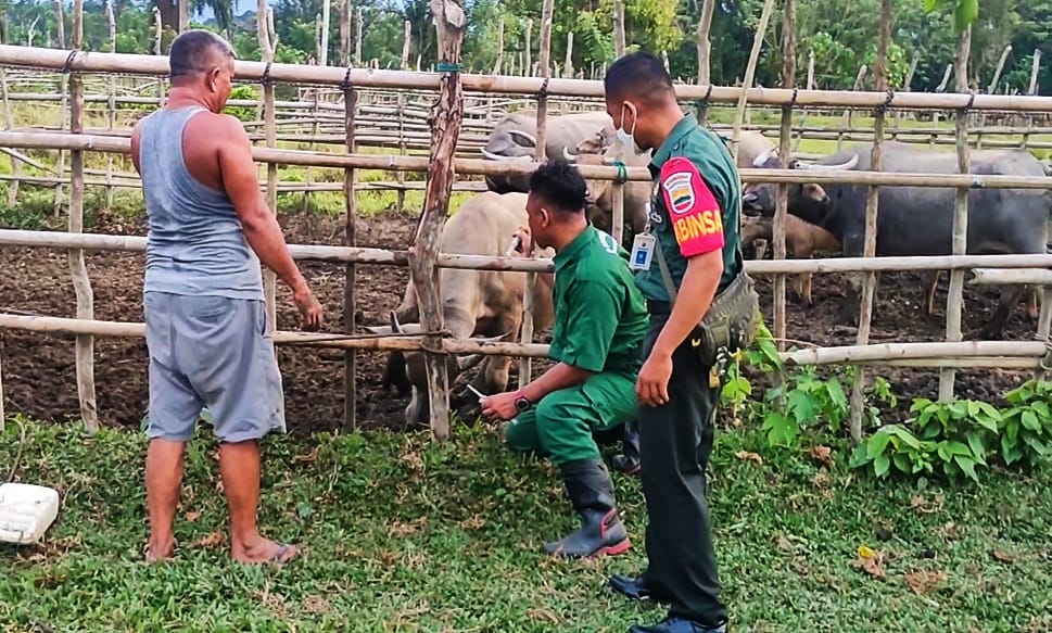 50 Ekor Kerbau di Kabupaten Rokan Hulu Riau Tergejala Kearah PMK, Petugas Gabungan Turun