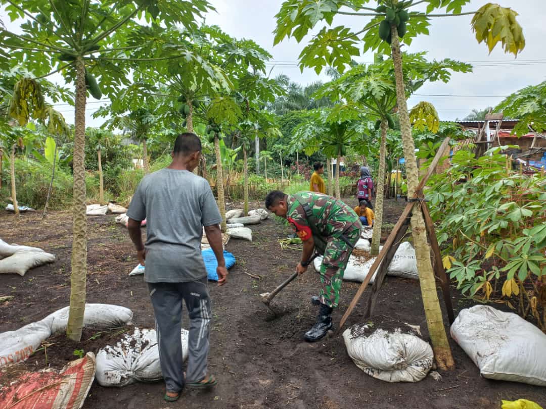 Babinsa Koramil 11/Tambusai Bantu Perawatan Kebun Pepaya di Wilayah Binaan