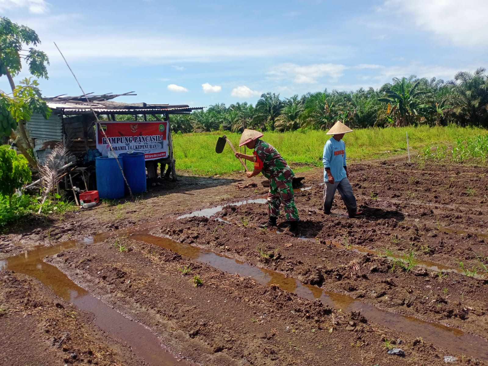 Sukseskan Ketahanan Pangan, Babinsa Dampingi Petani Di Kampung Pancasila
