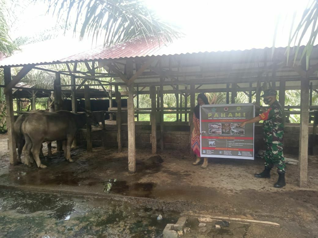 Sambangi Peternak Kerbau, Babinsa Kelurahan Bangkinang Sosialisasikan  Penyakit PMK
