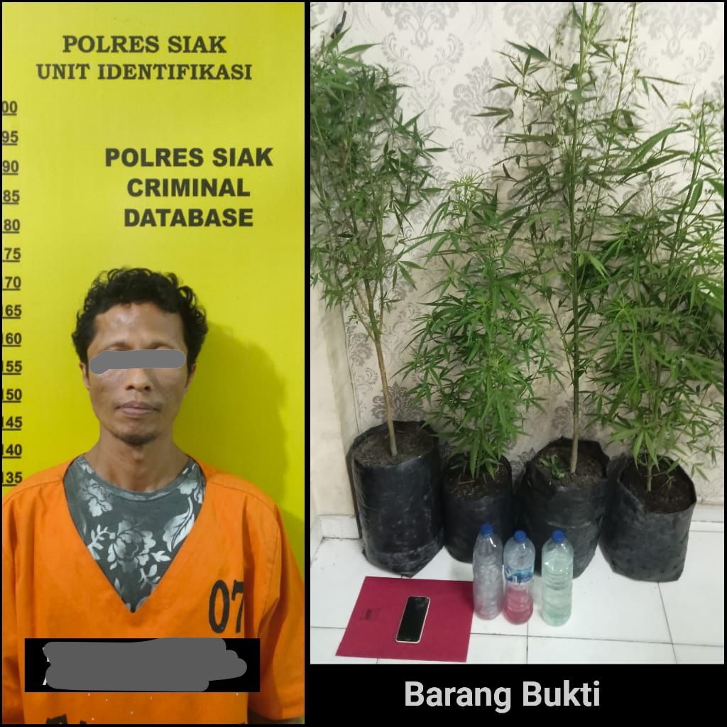 Simpan 4 Pohon Diduga Tanaman Ganja, Seorang Pria Diamankan Satres Narkoba Polres Siak
