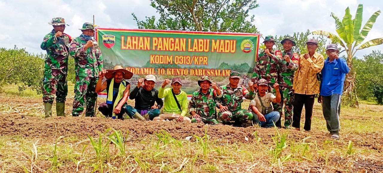 Koramil 10 Kunto Darussalam Kodim 0313/KPR Laksanakan Penanaman Labu Madu