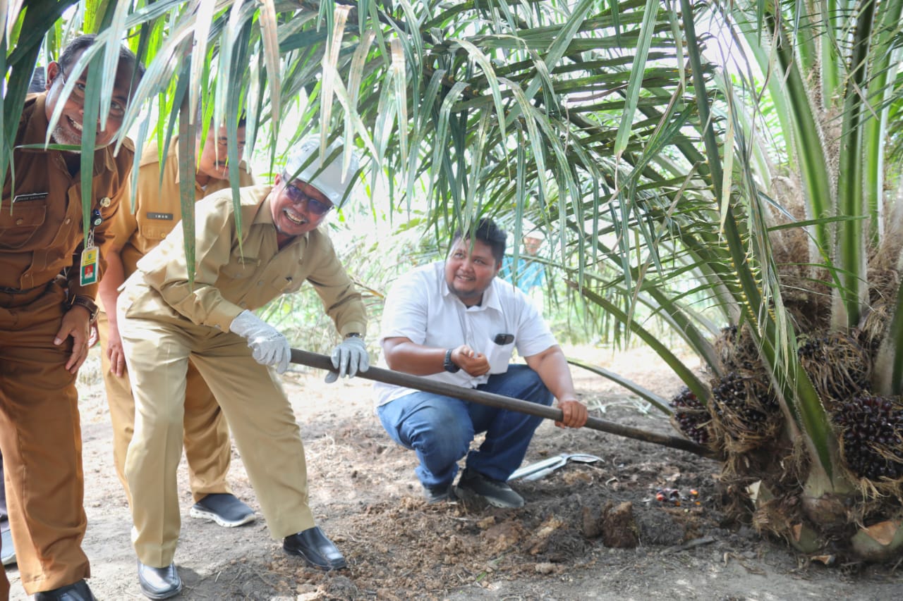 Sekda Arfan Apresiasi Panen Perdana Program PSR dari PTPN V