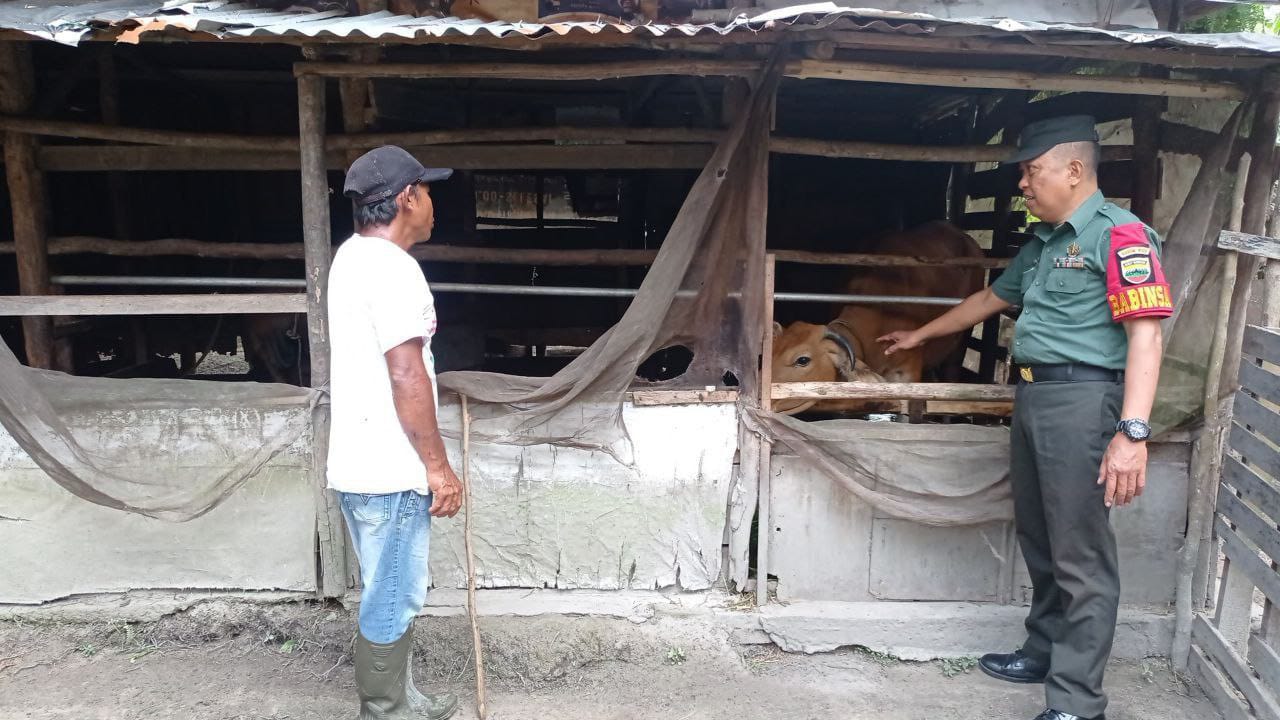 Kunjungi Kandang Sapi Warga Binaan, Babinsa Koramil 16/Tapung Melihat Langsung Kondisi Ternak Warga