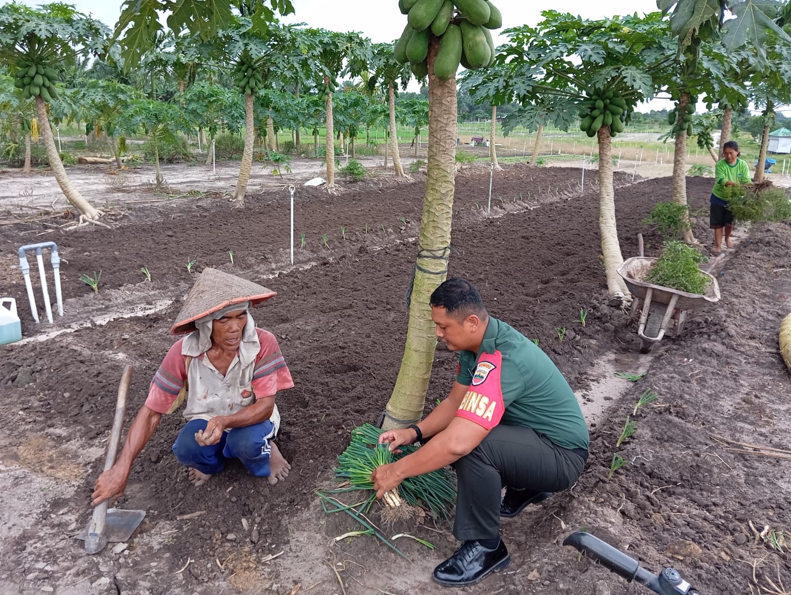 Dukung Ketahanan Pangan,Babinsa Jumpai Warga Desa Binaan nya