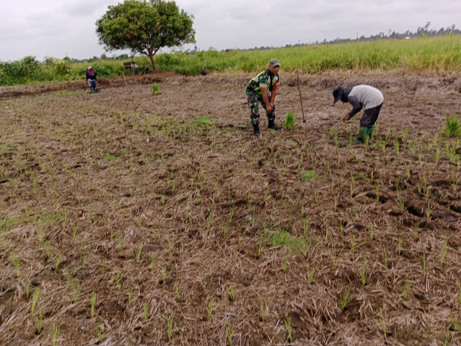 Babinsa Koramil 03/ Bunut Dampingi Petani Menanam Padi, Untuk Mempercepat Masa Tanam 