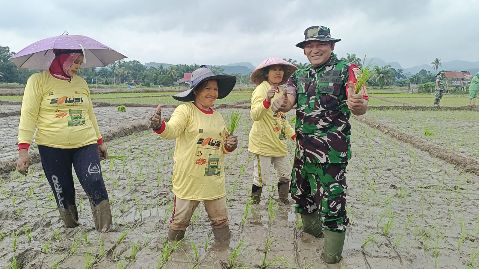 Dukung Percepatan Tanam Padi Sawah, Danramil 13/Rkn IV Koto Terjun Langsung Ke Lapangan