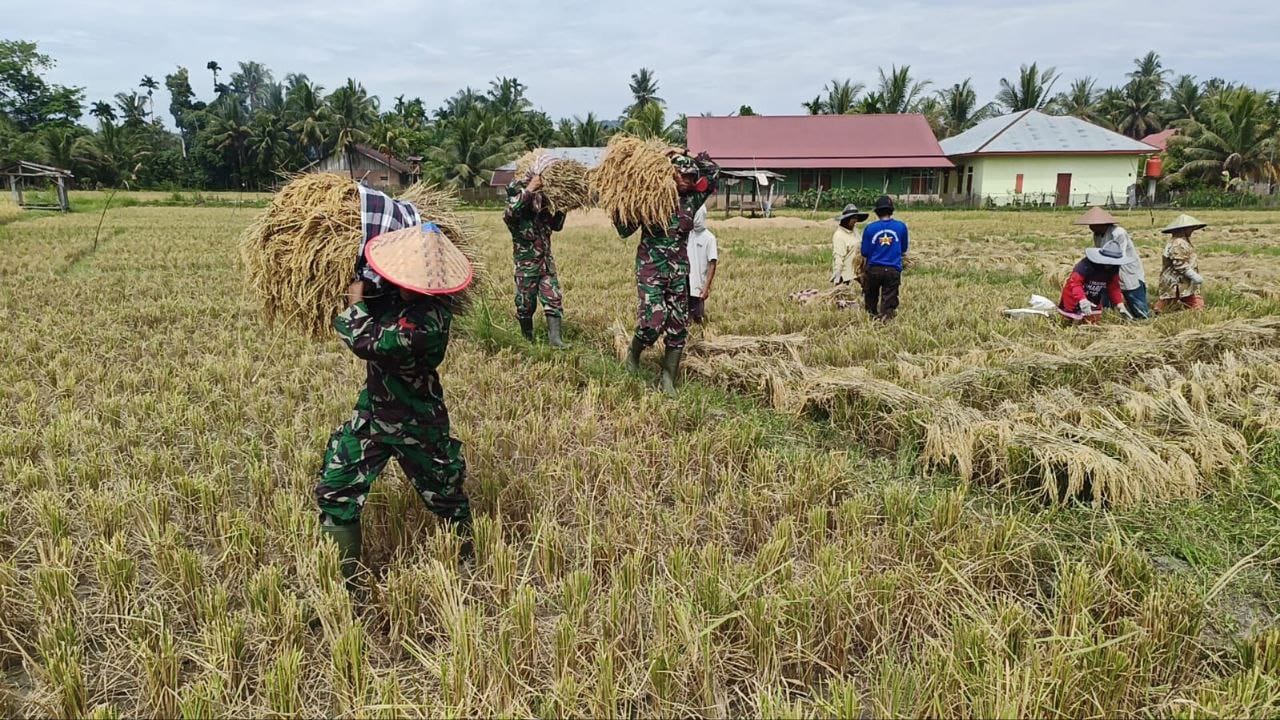 Danramil 13 Rokan IV Koto, Kapten Inf Anapison, Bersama Anggota Koramil Bantu Petani Panen Padi 