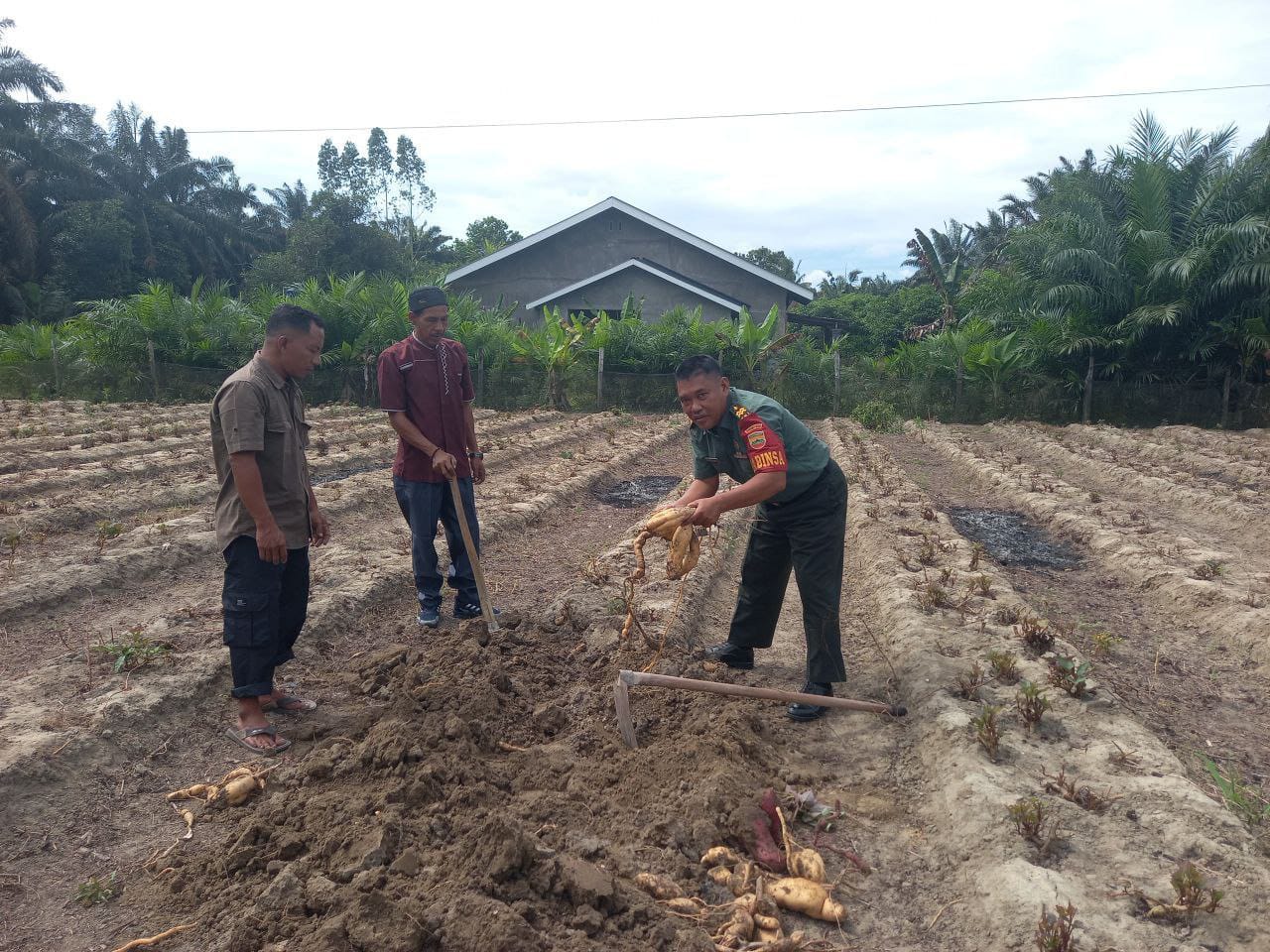 Upaya Mendukung Sektor Pertanian, Babinsa Koramil 16/Tapung Bersama Warga Panen Ubi Jalar