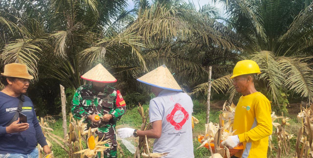 Serda Jefrijal Babinsa Koramil 10 Kunto Darussalam Bantu Petani Panen Jagung