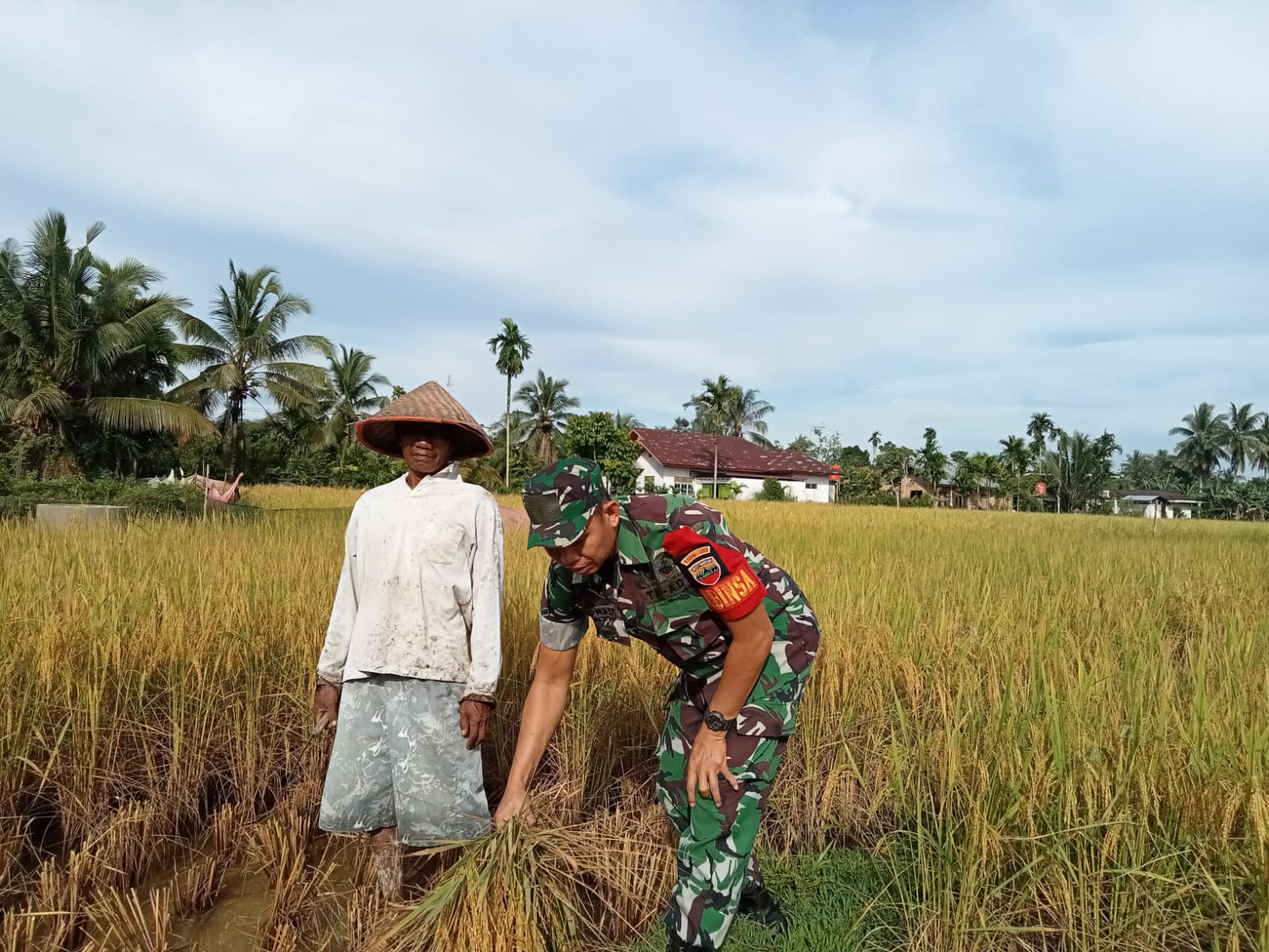Sertu Supriadi Babinsa Koramil 01/Bkn Bantu Petani Panen Padi di Desa Binaan 