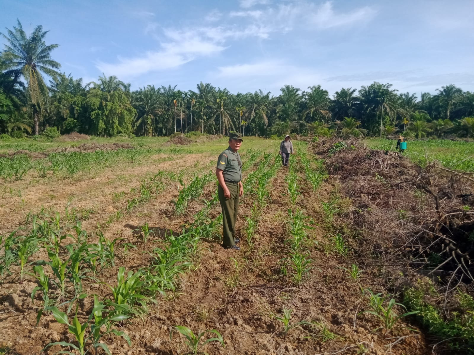 Dukung Program Ketahanan Pangan Babinsa Bantu Perawatan Tanaman Jagung