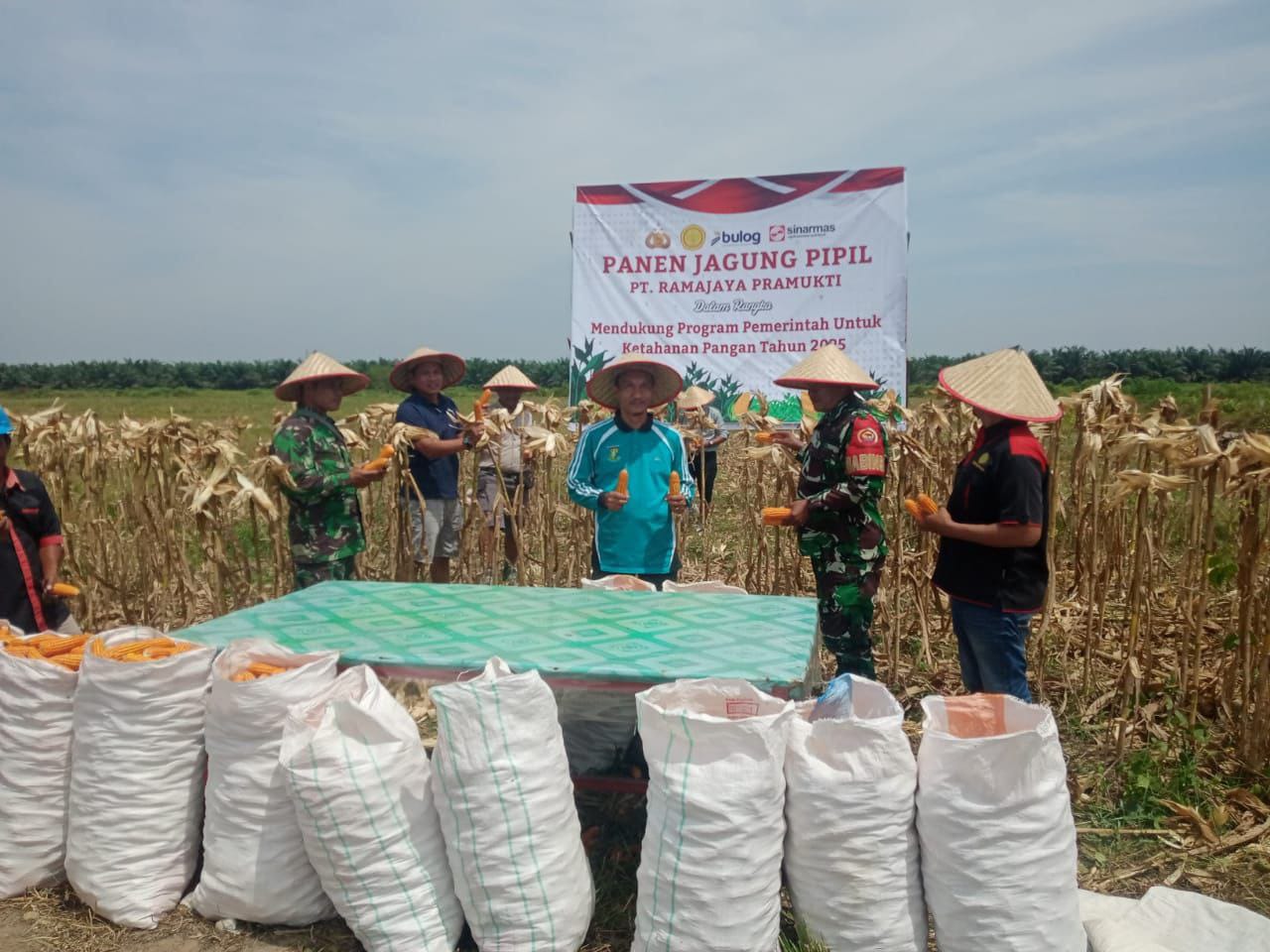 Mendukung Program Ketahanan Pangan, Babinsa Koramil 16/Tapung Panen Raya Jagung Pipil