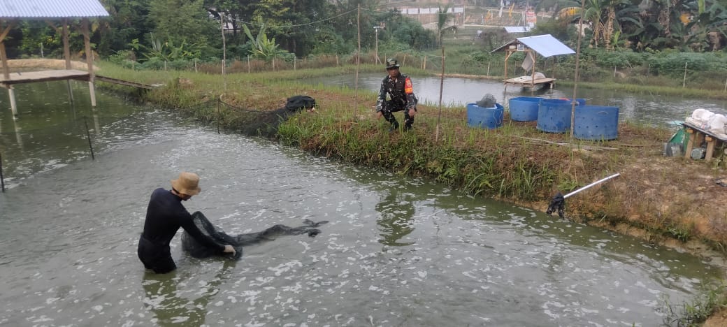 Sertu Purwanto Hadiri Panen Ikan Patin Program Ketahanan Pangan di Desa Pulau Gadang