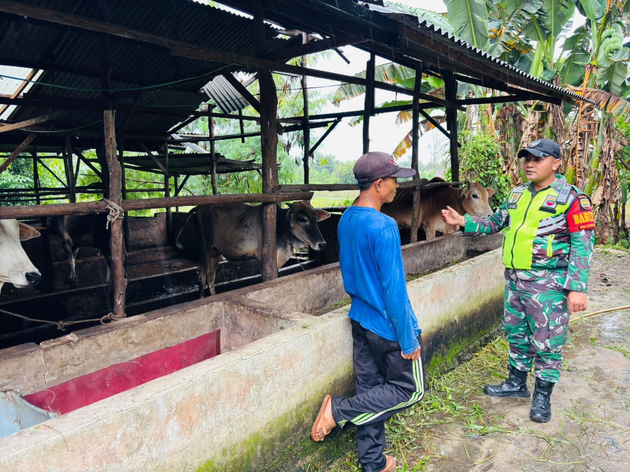 Berikan Semangat kepada Peternak, Babinsa Koramil 06 Siak Hulu Anjurkan Vaksinasi Sapi