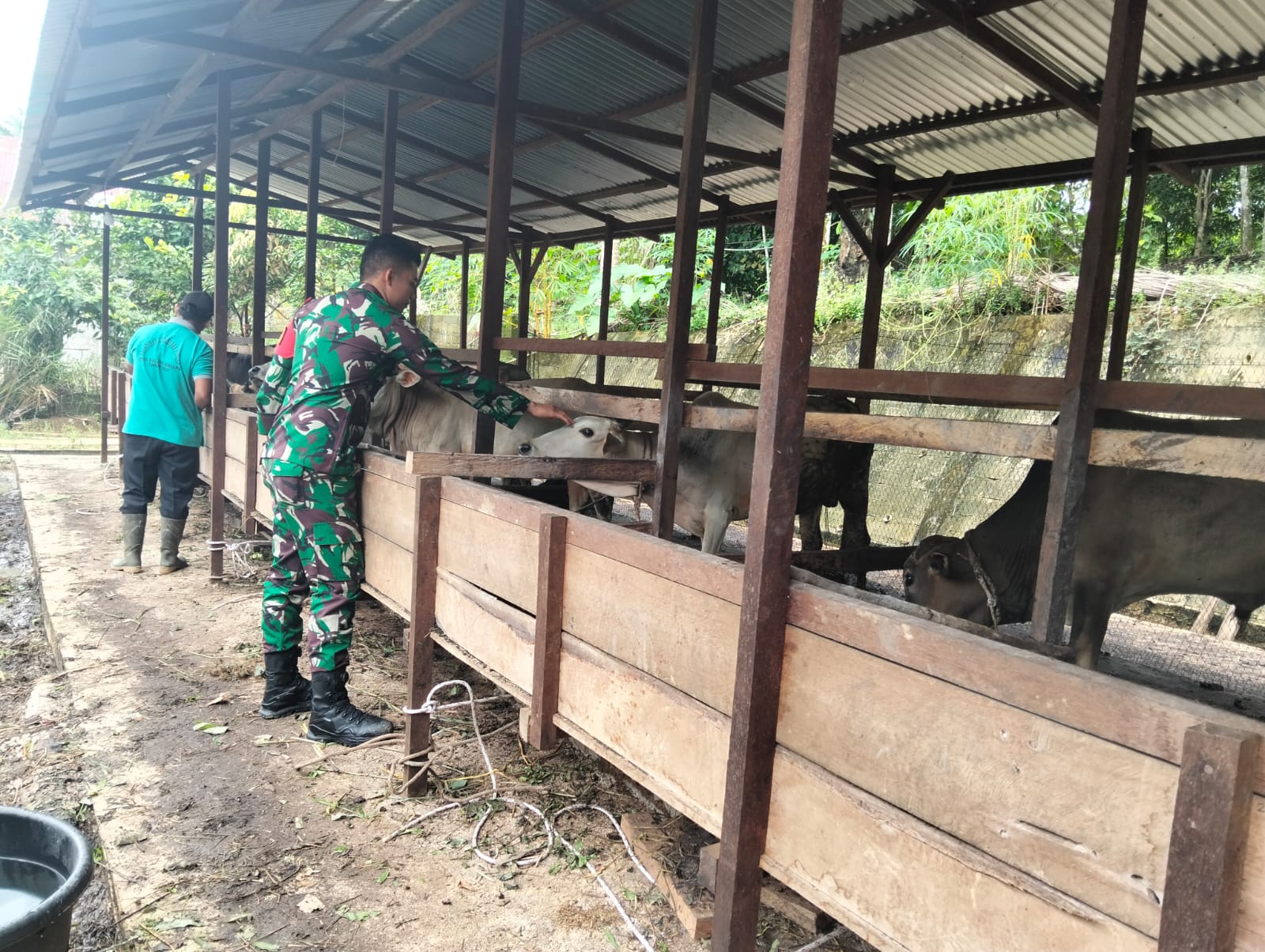 Peduli Masyarakat Binaan, Babinsa Koramil 11/TAMBUSAI Cek Penyakit Mulut dan Kuku Sapi Peternak