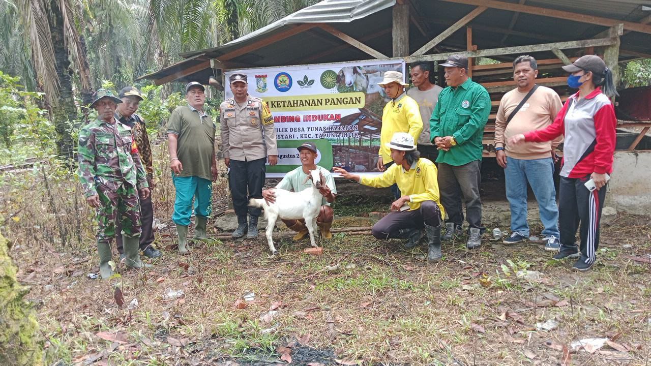 Upaya Meningkatkan Peran BUMDes, Babinsa Koramil 16/Tapung Dampingi Penyerahan Kambing