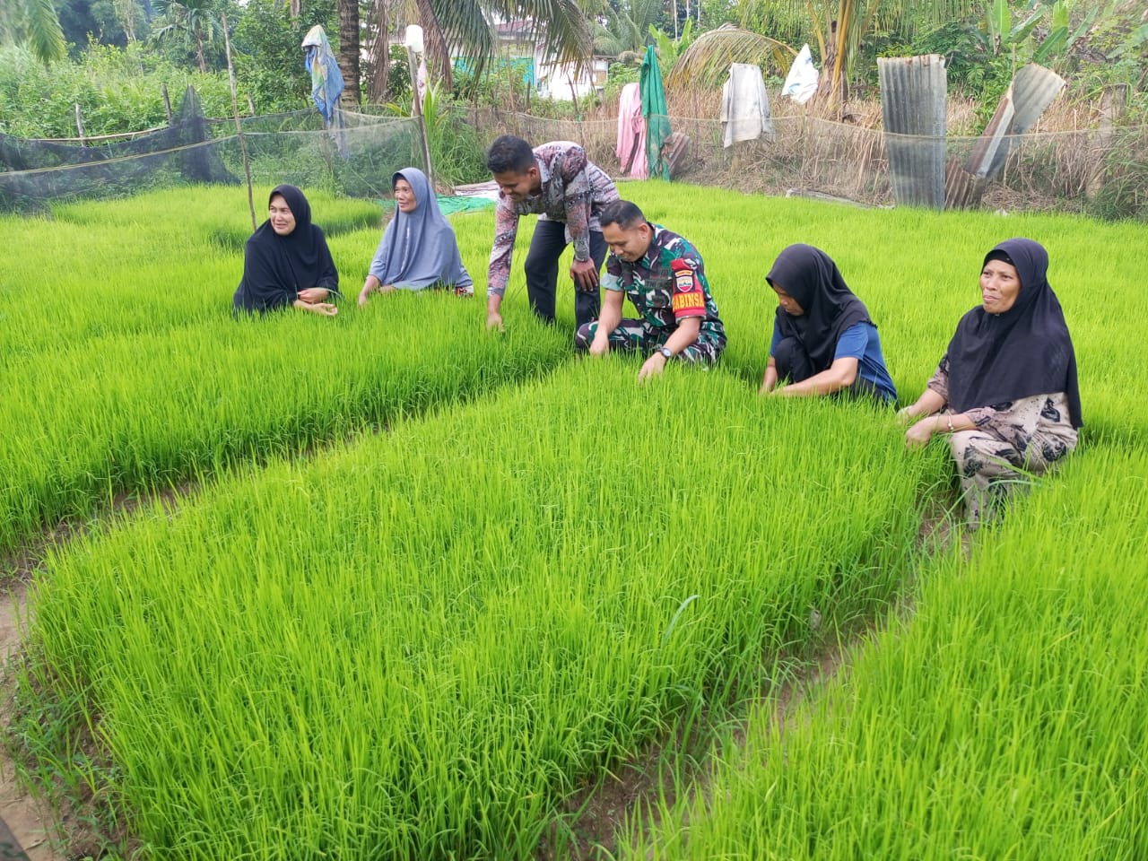 Sertu Supriadi Babinsa Koramil 01/ Bkn Turun ke Sawah Bantu Warga Tanam Padi