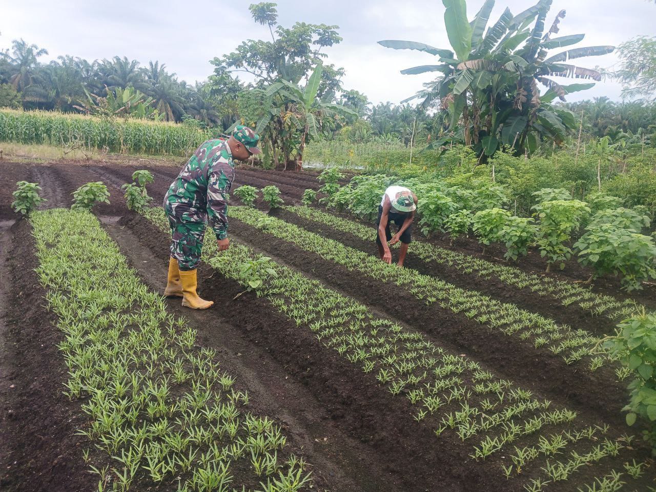 Sebagai Bentuk Dukungan Ketahanan Pangan, Babinsa Koramil 16/Tapung Bantu Petani 