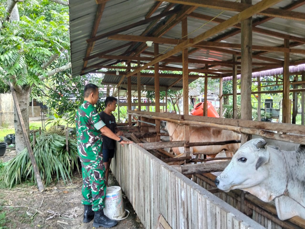 Tak Segan Kotor Demi Warga, Babinsa Bantu Peternak Bersihkan Kandang Sapi di Bandar Petalangan