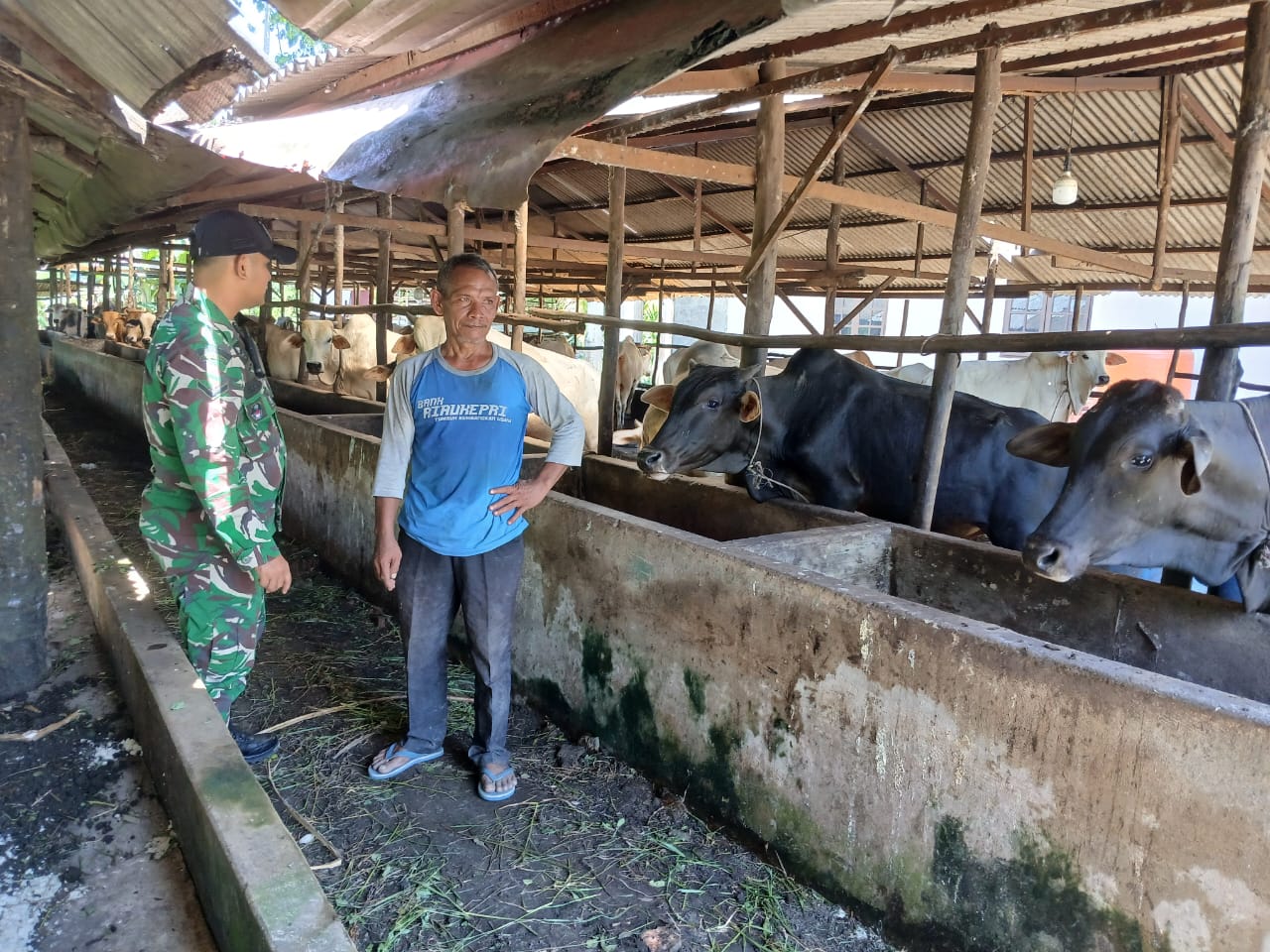 Babinsa Koramil 06 Siak Hulu Rutin Datangi Peternak Sapi untuk Mendukung Kesehatan Ternak di Wilayah