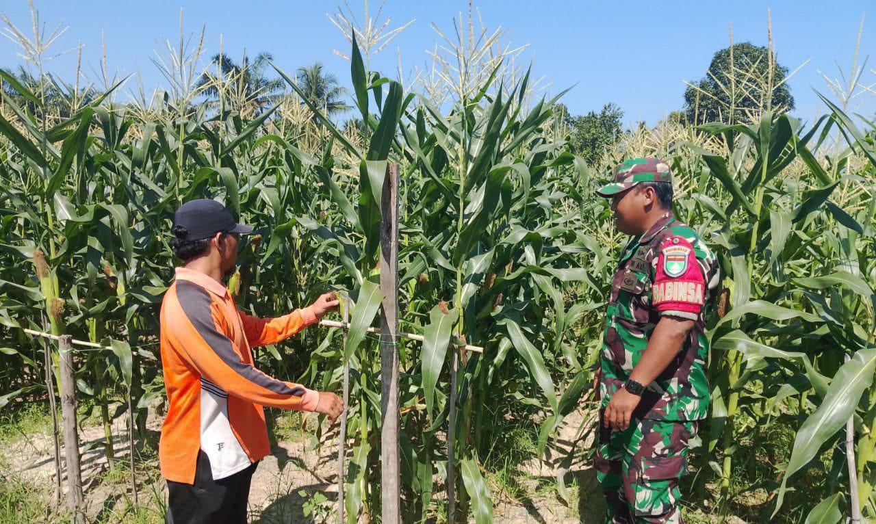 Dukung Program Ketahanan Pangan Nasional, Babinsa Koramil 16/Tapung  Tinjau Tanaman Jagung Warga