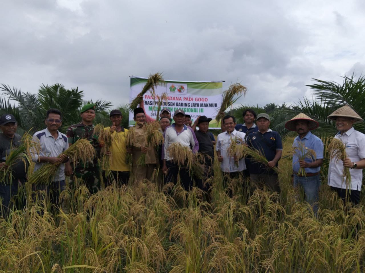 Upaya Untuk Mendukung Ketahanan Pangan, Babinsa Koramil 16/Tapung Panen Padi Gogo
