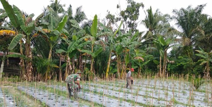 Sukseskan Ketahanan Pangan, Babinsa Koramil 16/Tapung Bantu Petani Pupuk Tanaman Cabe
