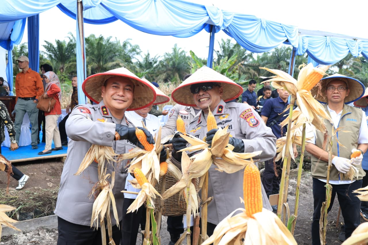 Wujudkan Swasembada Pangan, Polda Riau Panen Raya Jagung Serentak di Kampar