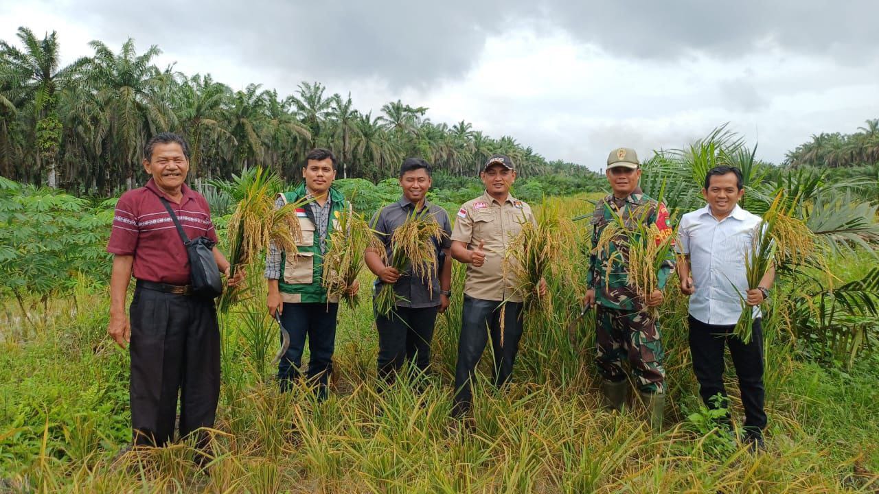 Dukung Program Swasembada Pangan, Babinsa Koramil 16/Tapung Hadiri Panen Perdana Padi Gogo