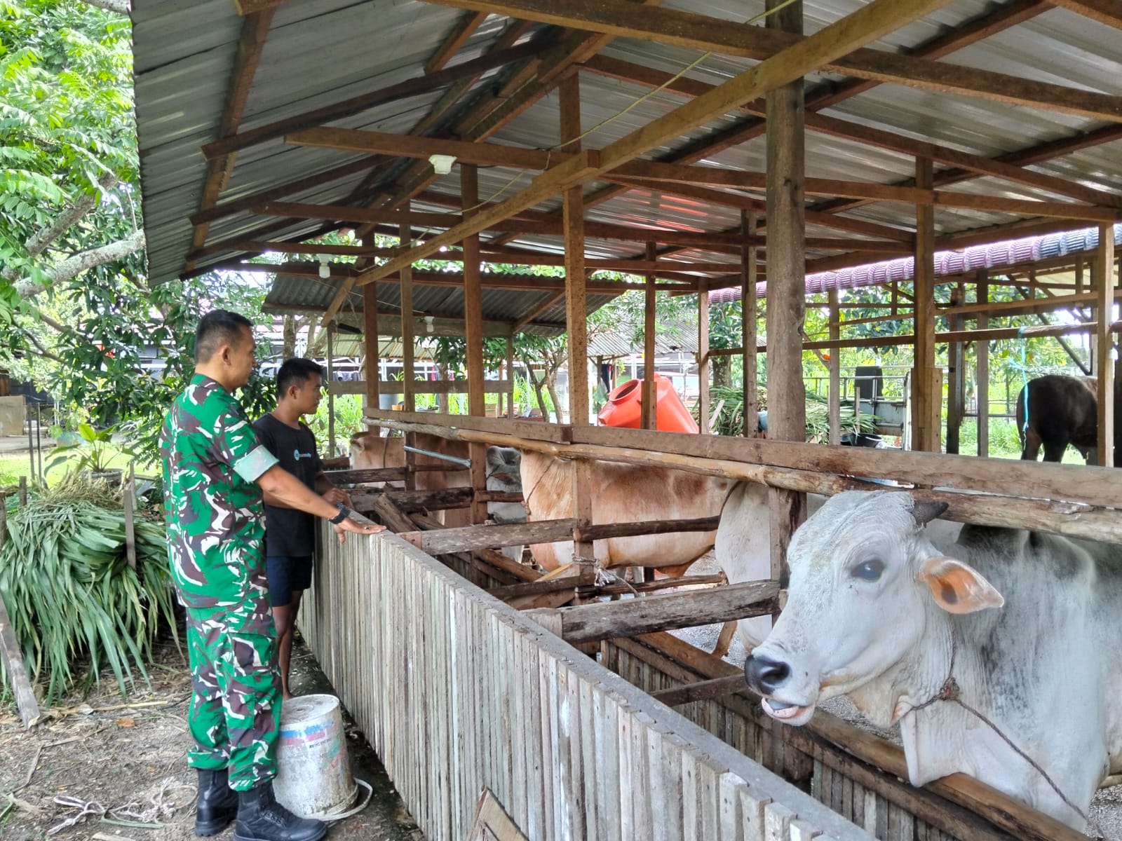 Babinsa Ajak Peternak Jaga Kebersihan Kandang Cegah PMK