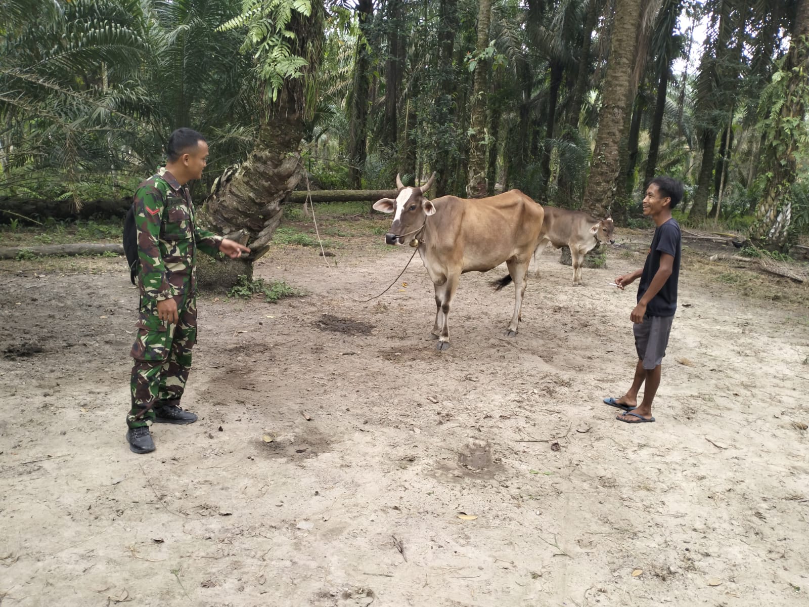 Antisipasi Wabah PMK, Babinsa Koramil 11/Tambusai Pantau Ternak Sapi Milik Warga