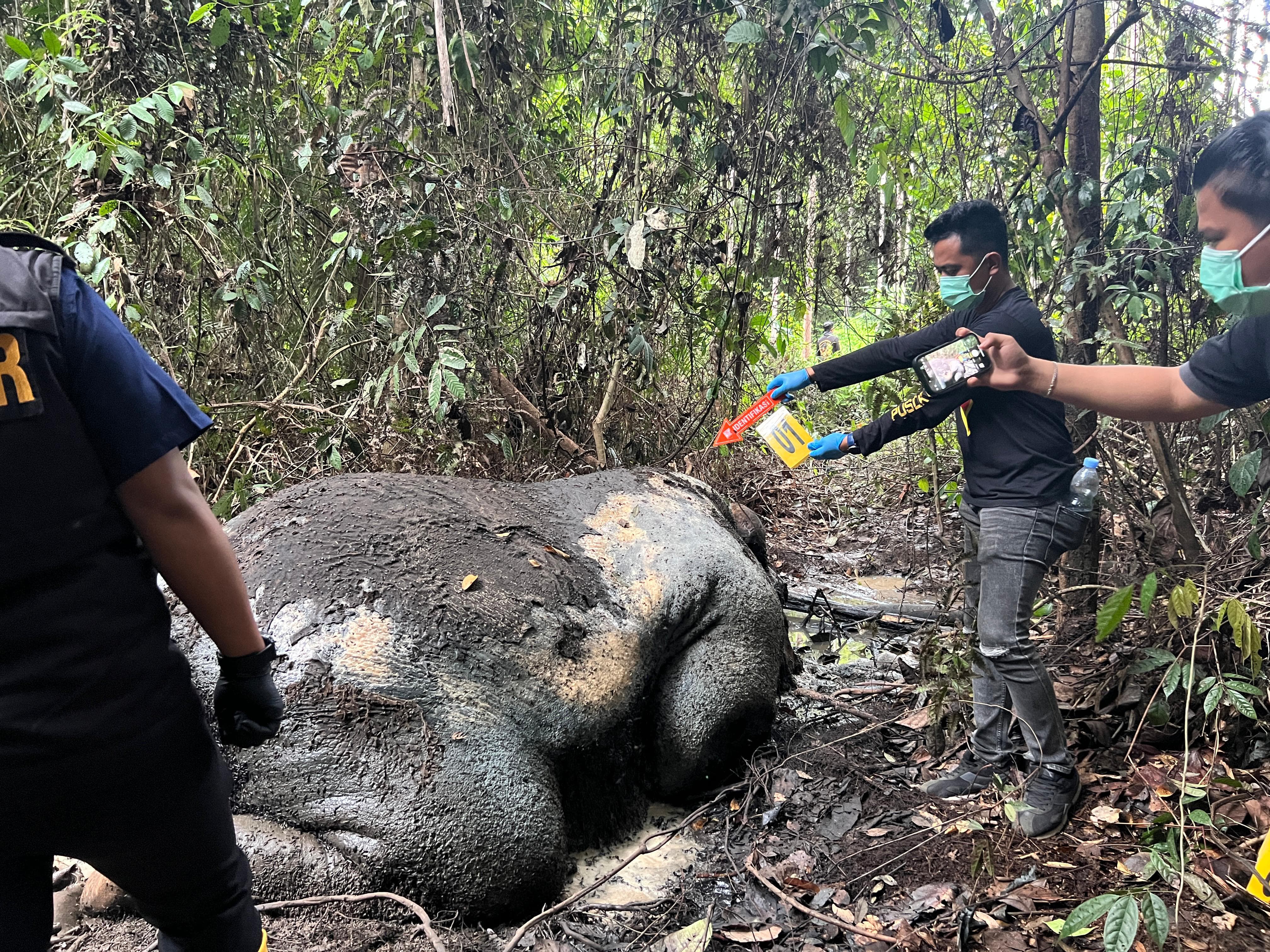 Gajah Ditemukan Tewas di Areal Konsesi PT RAPP, Polisi Lakukan Penyelidikan Intensif