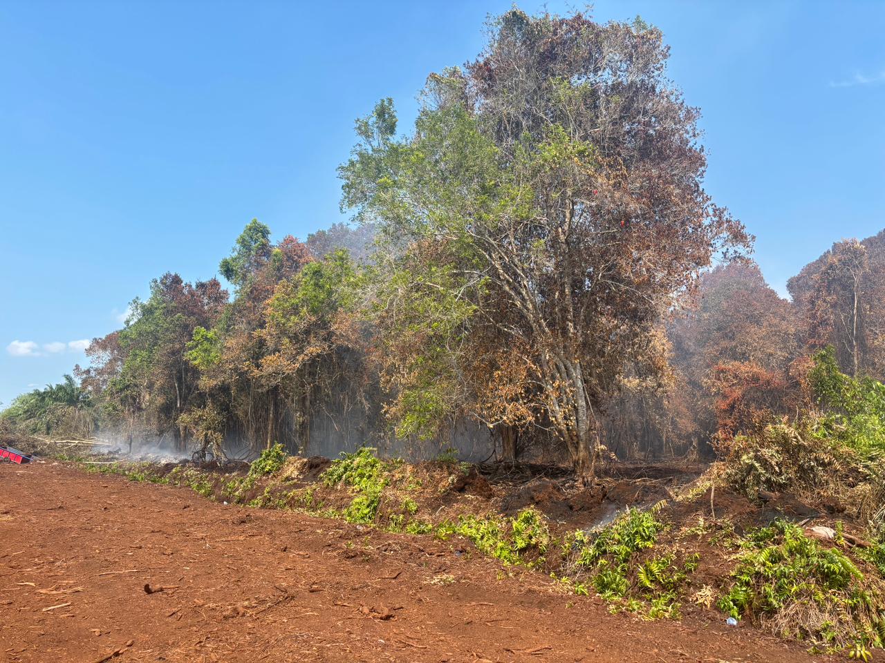 Polisi Tetapkan Karyawan BUMD Tersangka Perambahan Hutan di Bengkalis Riau