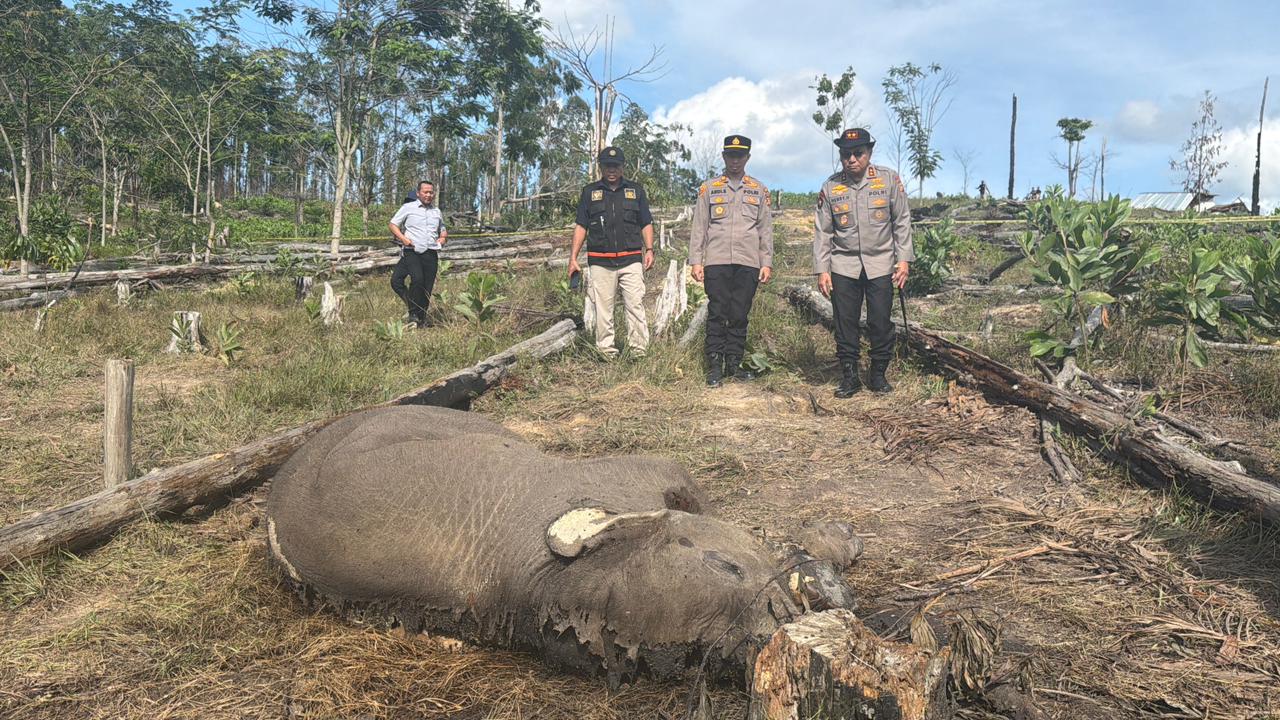 Anak Gajah Sumatera Ditemukan Mati di Tesso Nilo, Kapolda Riau Turun ke Lokasi