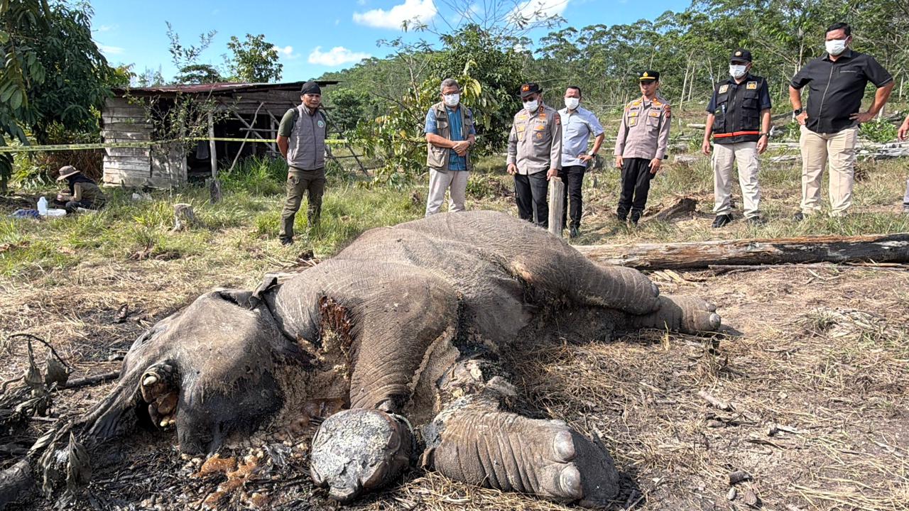 Ditreskrimsus Polda Riau Tetapkan Pemilik Lahan di Kawasan TNTN Jadi Tersangka Kematian Anak Gajah