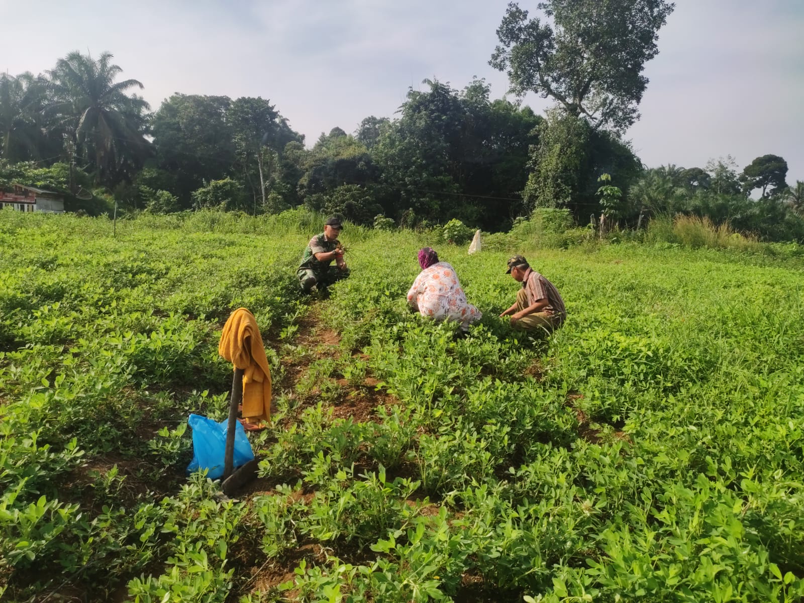 Serda Syahrizal Nasution Silaturahmi Terhadap Petani Kacang di Tambusai 