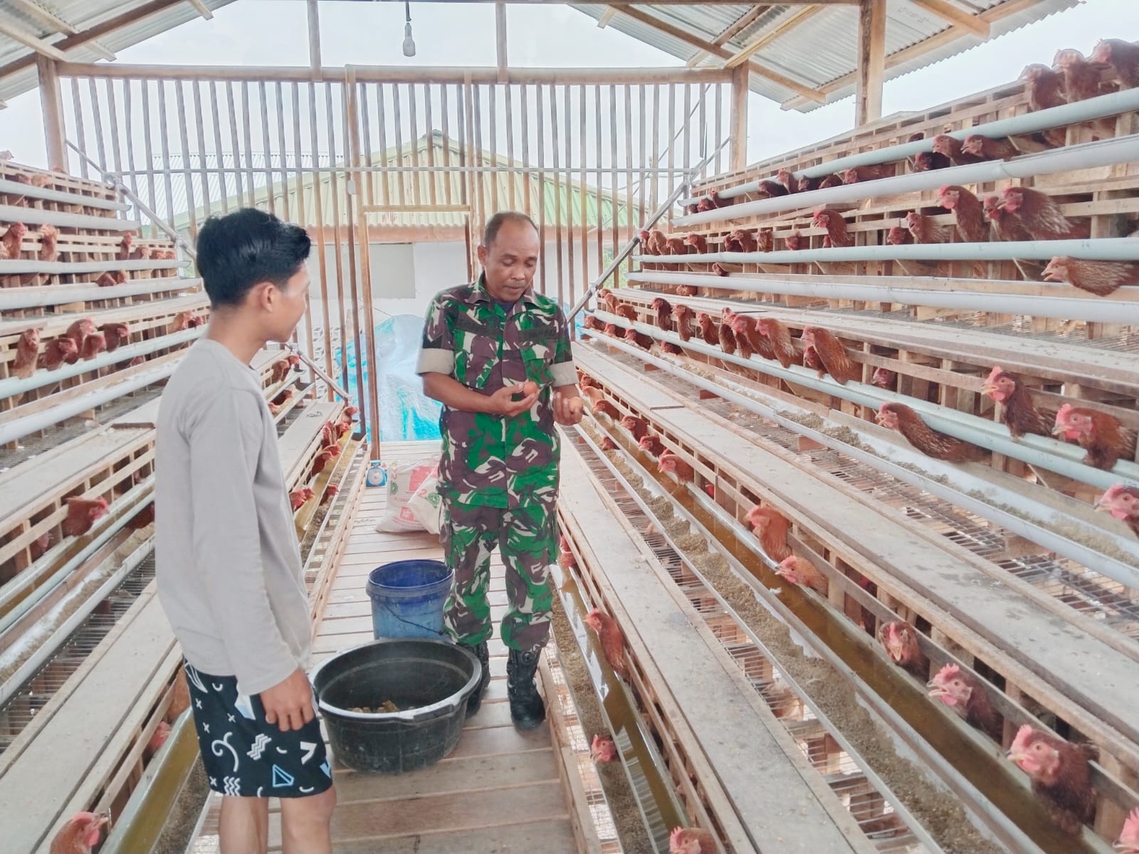 Babinsa Koramil 03/Bunut Tinjau Peternakan Ayam Petelur, Dukung Ketahanan Pangan 