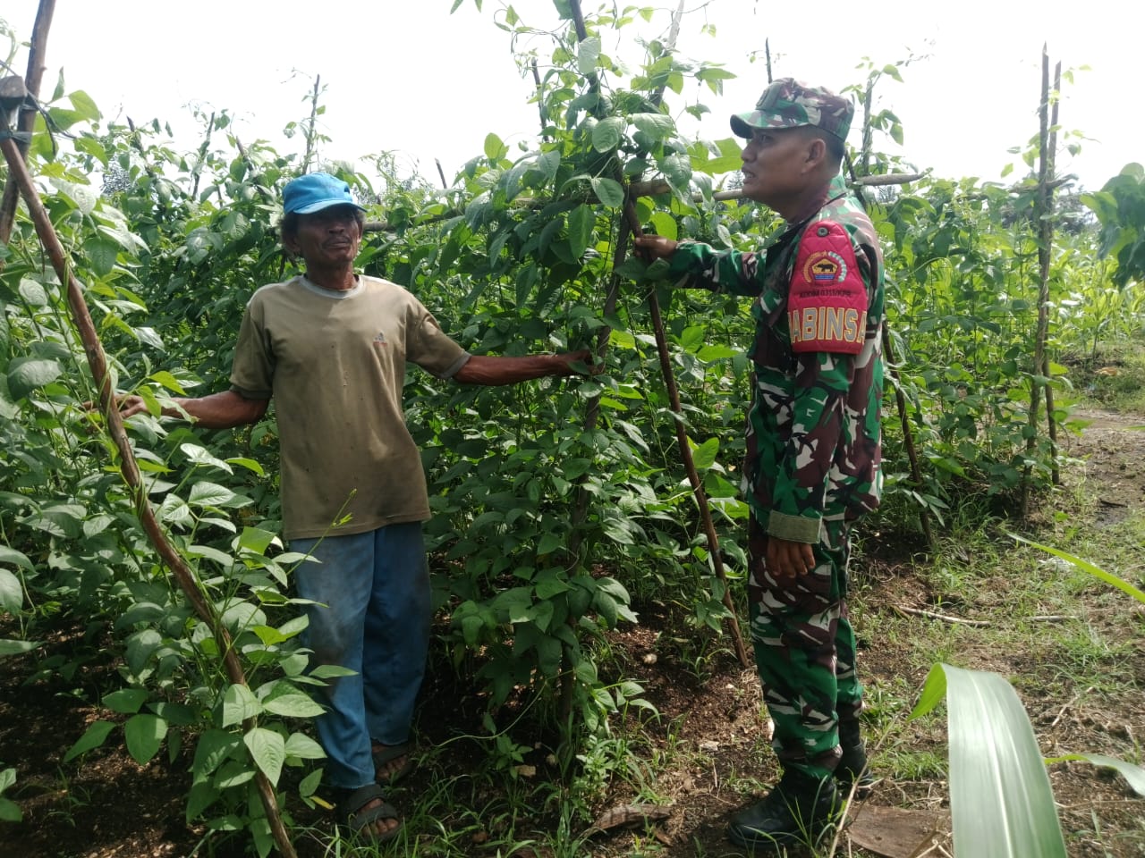 Babinsa Koramil 03/Bunut Dampingi Petani di Desa Ransang, Wujud Nyata Dukungan Ketahanan Pangan