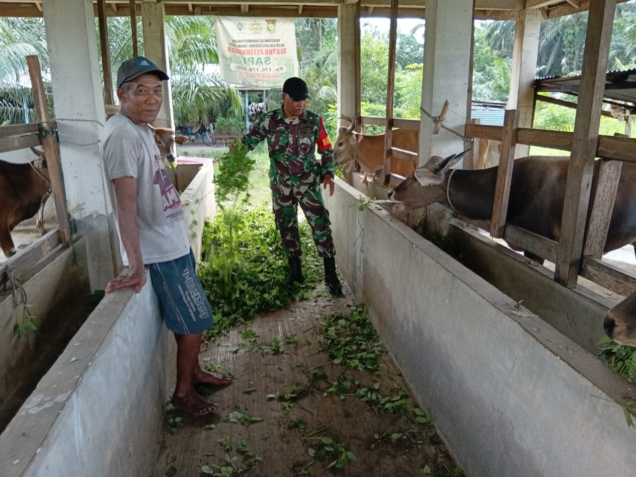 Antisipasi Penyakit Hewan, Babinsa Koramil 06 Siak Hulu Datangi Kandang Sapi Warga