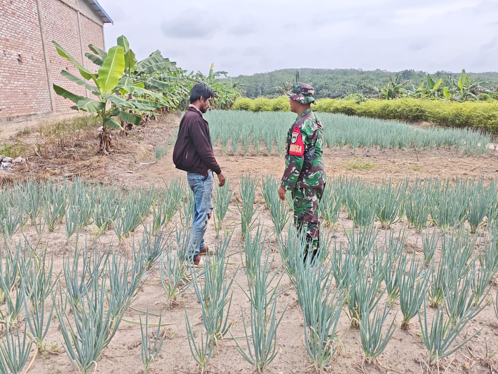 Babinsa Koramil 03/Bunut Dampingi Petani Rawat Bawang, Perkuat Ketahanan Pangan Desa
