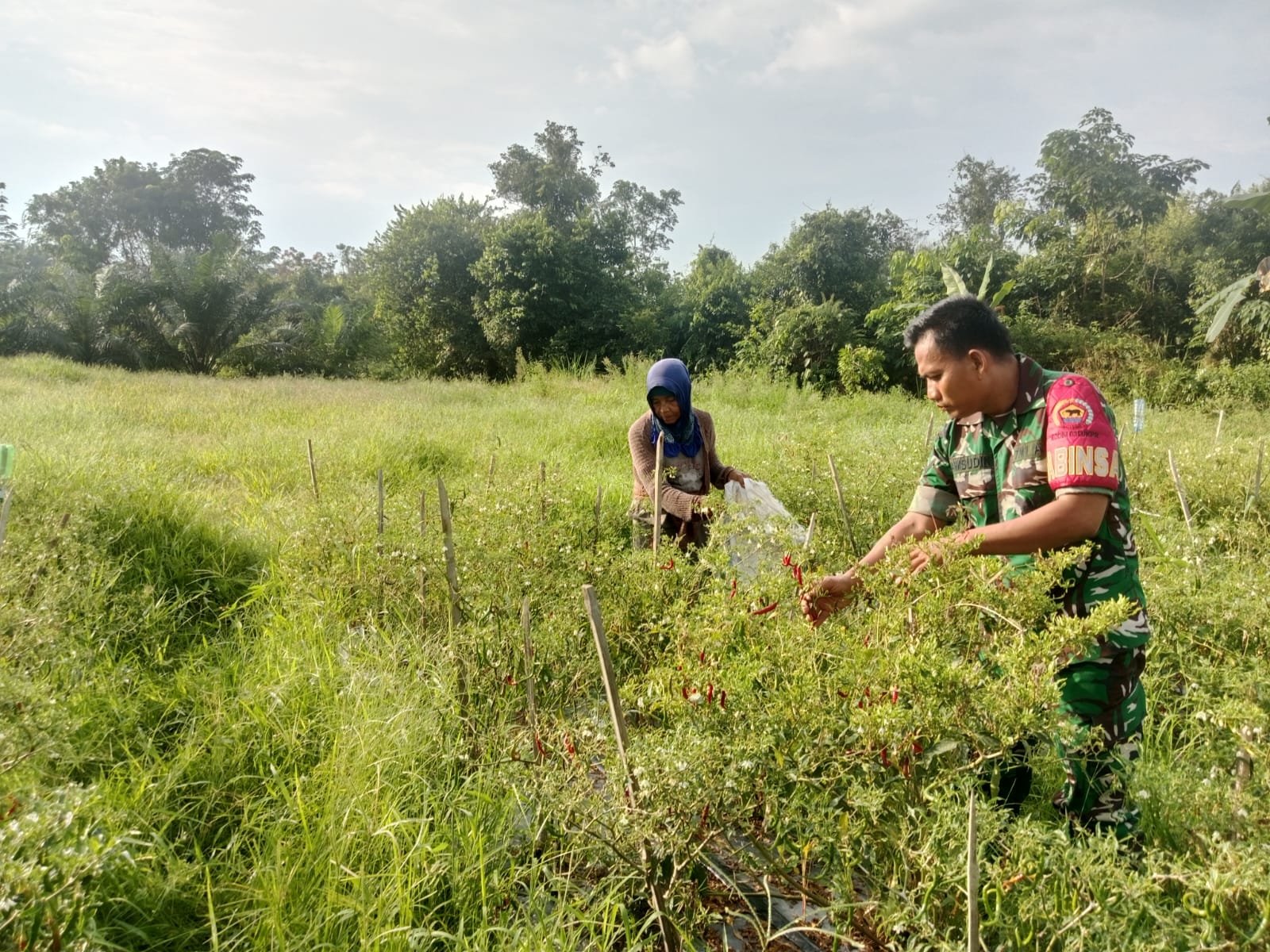 Babinsa Turun ke Kebun, Dampingi Petani Rawat dan Panen Cabai di Desa Ransang