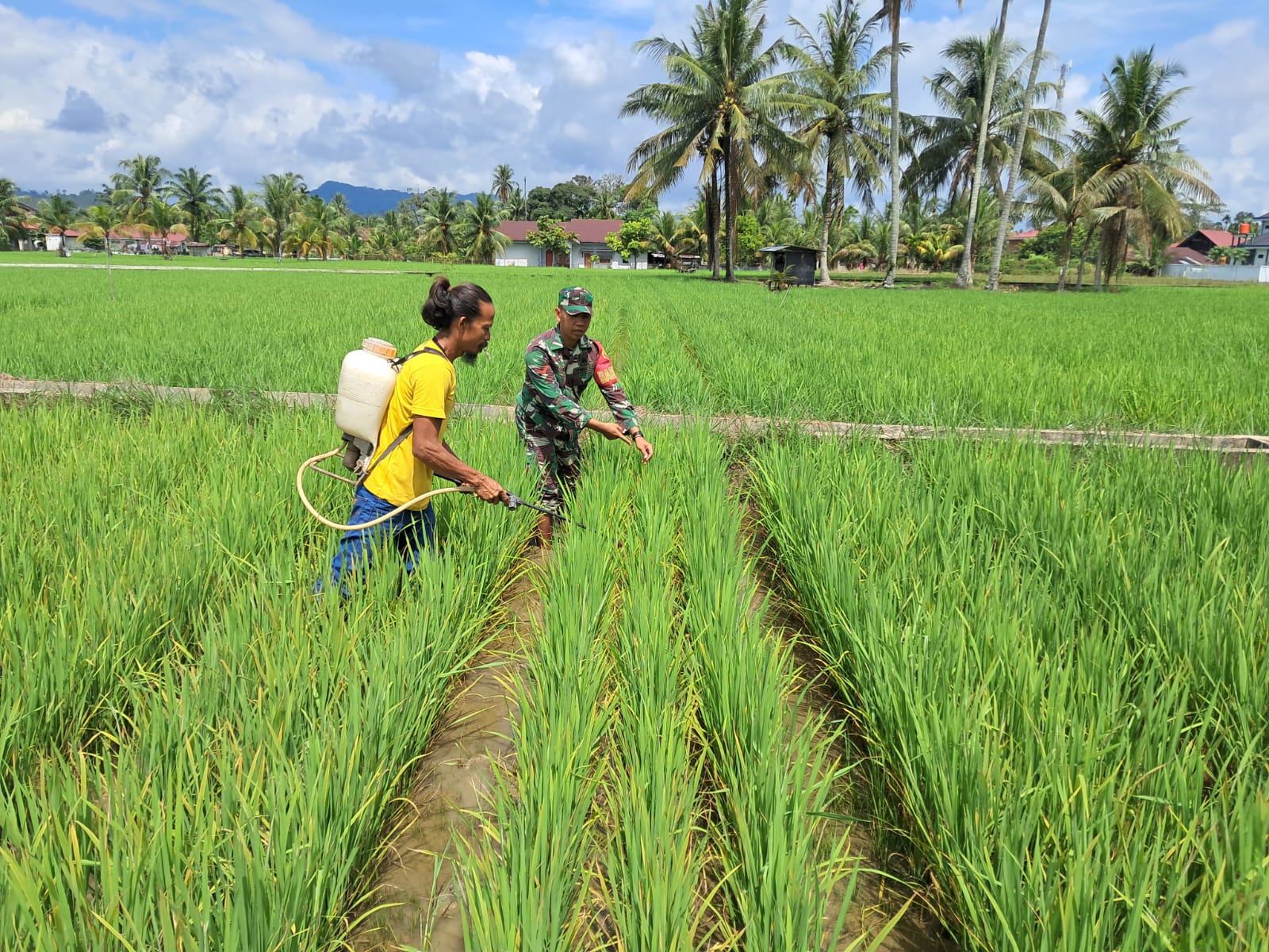 Babinsa Koramil 13/Rokan IV Koto Dampingi Petani Rawat Tanaman Padi