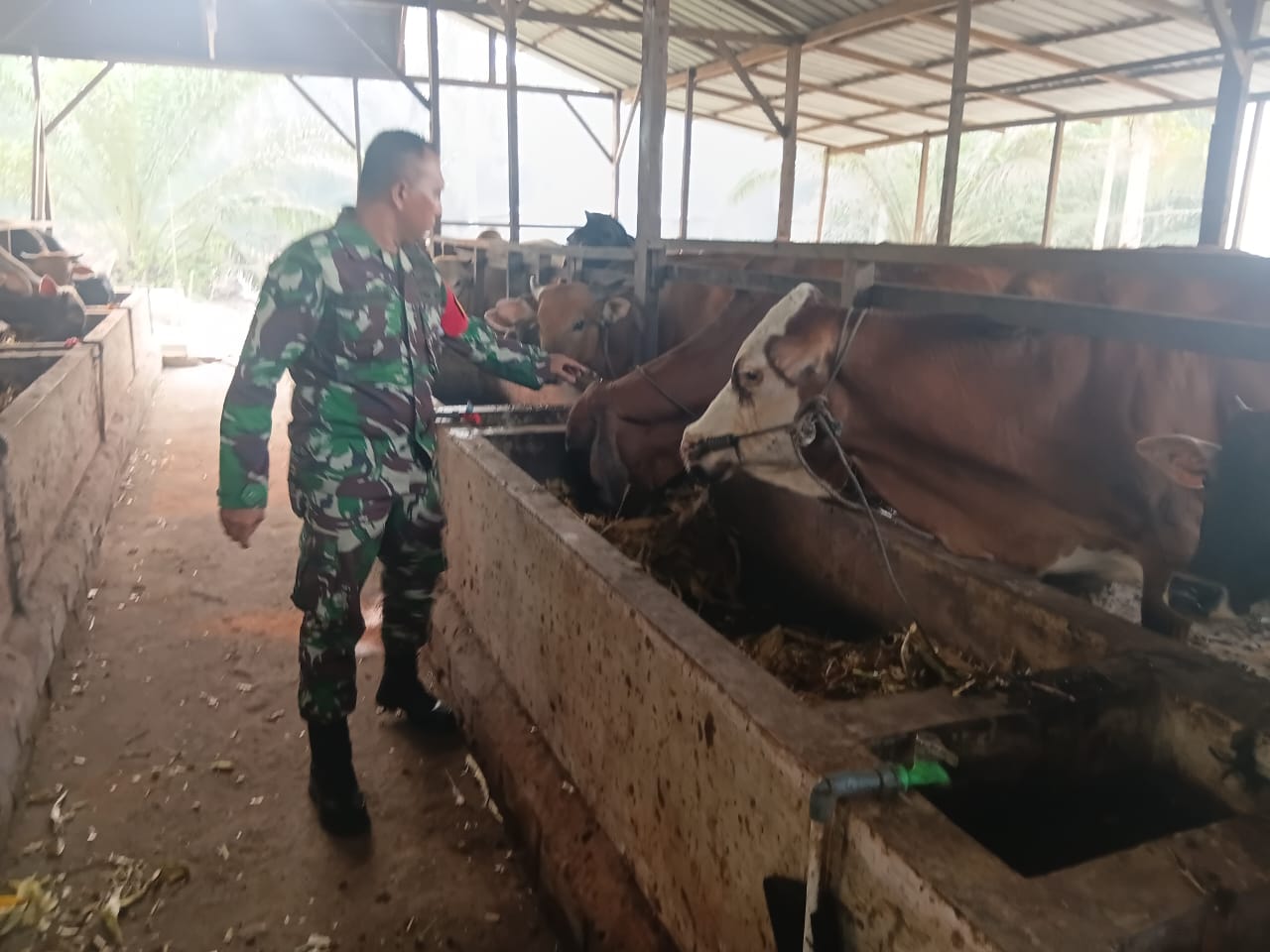 Cegah PMK, Babinsa Koramil 06 Siak Hulu Kunjungi dan Imbau Peternak Sapi