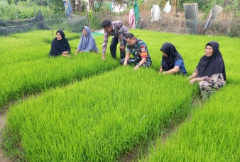 Percepatan Masa Tanam, Sertu Supriadi Babinsa Koramil 01/Bkn Turun Sawah Bantu Petani